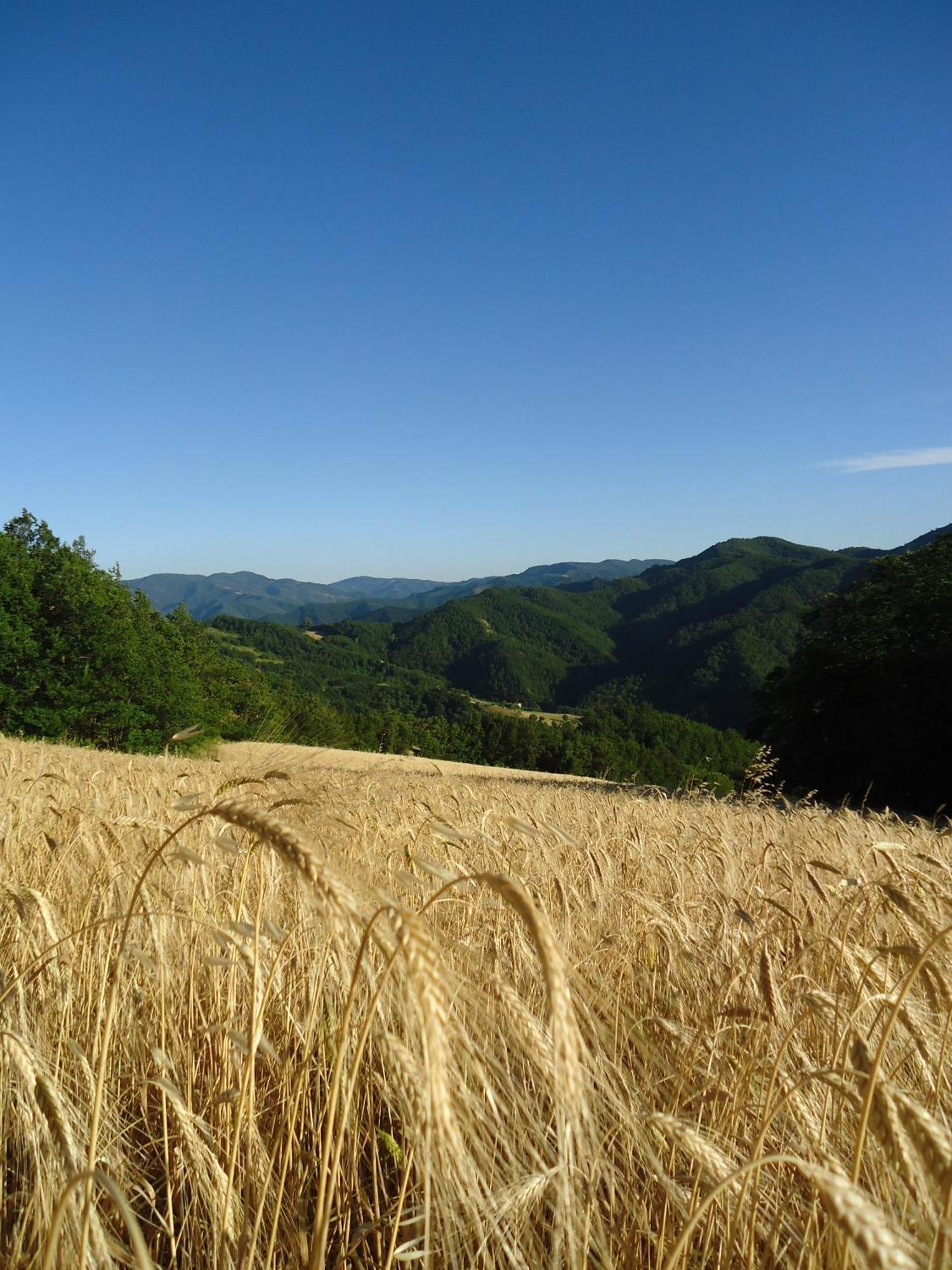 Agriturismo I Monti Di Salecchio Палаццуоло-суль-Сенио Экстерьер фото