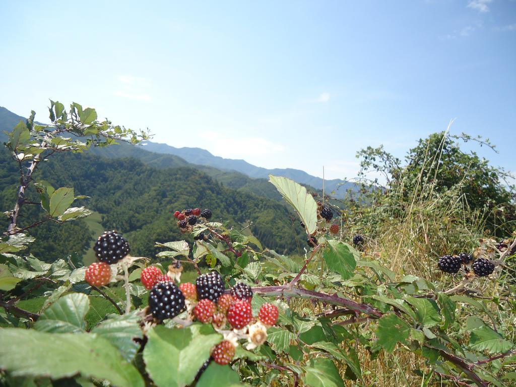 Agriturismo I Monti Di Salecchio Палаццуоло-суль-Сенио Экстерьер фото